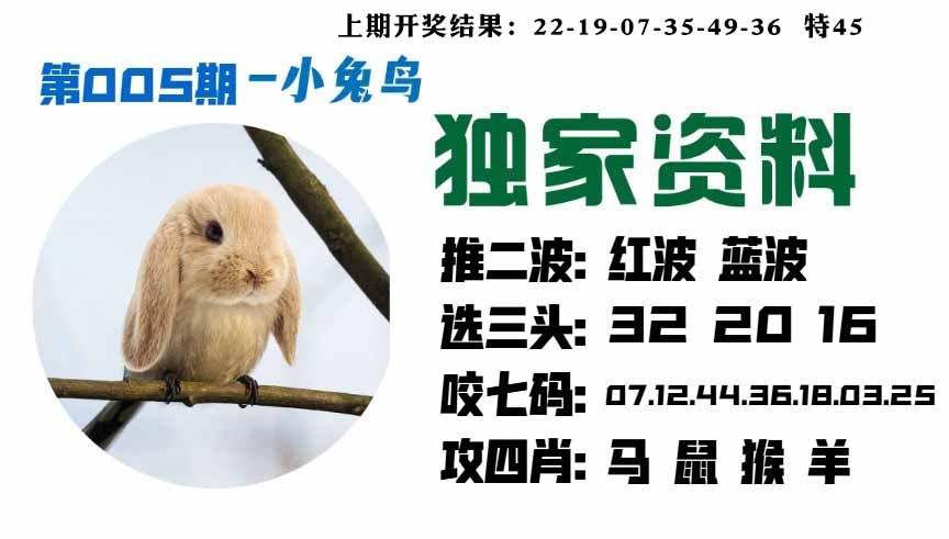 005期小兔鸟[图]